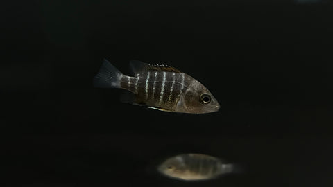 Red Mangrove Snapper (Lutjanus argentimaculatus)
