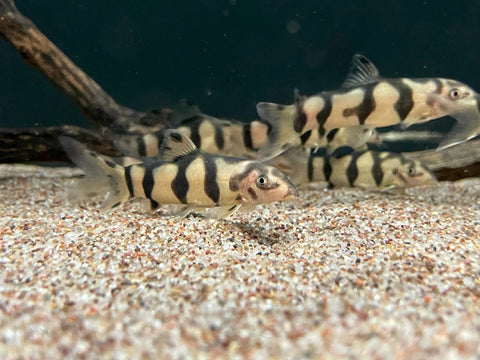 Yoyo Loach x Clown Loach Hybrid (Botia/Chromobotia sp.) - RARE