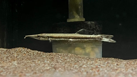 Marble Gar (Boulengerella maculata) - Small