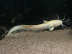 Albino Plotosus Catfish