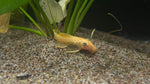 Blue Eye Lemon Bristlenose Pleco (Ancistrus sp. "BEL")