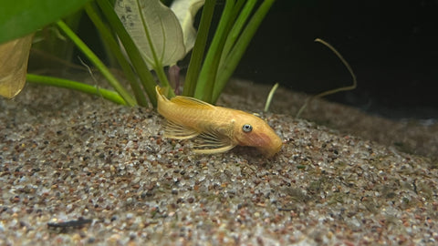 Blue Eye Lemon Bristlenose Pleco (Ancistrus sp. "BEL")