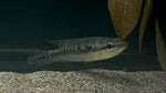 Belly Crawler Pike (Crenicichla sp.)