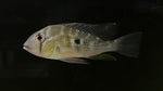 Threadfin Acara (Acarichthys heckelii) - Medium