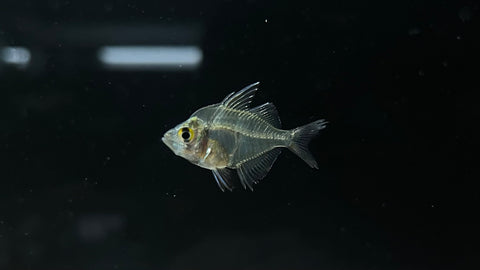 Ploeg's Glassfish (Gymnochanda ploegi)