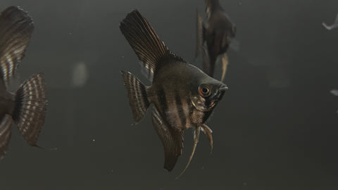 Black Pinoy Angelfish (Pterophyllum scalare sp.)