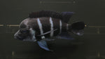 Burundi Frontosa (Cyphotilapia frontosa) - Large