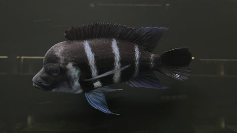 Burundi Frontosa (Cyphotilapia frontosa) - Large