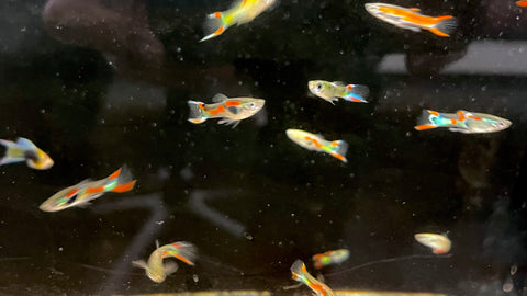 Assorted Endler Guppy (Poecilia wingei)
