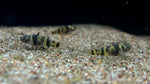 Dwarf Bumblebee Goby (Brachygobius doriae)