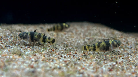 Dwarf Bumblebee Goby (Brachygobius doriae)
