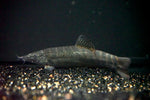Chameleon Loach (Syncrossus beauforti)