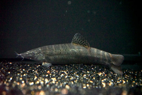 Chameleon Loach (Syncrossus beauforti)