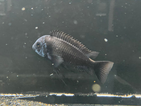 Tropheus duboisi