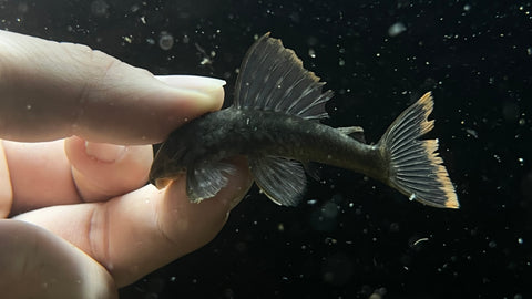 L-106 Orange Seam Pleco (Hemiancistrus guahiborum)