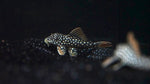 L-14 Goldie Pleco (Scobinancistrus aureatus) - Small