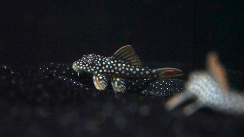 L-14 Goldie Pleco (Scobinancistrus aureatus) - Small