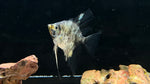 Marble Angelfish (Pterophyllum scalare sp.)