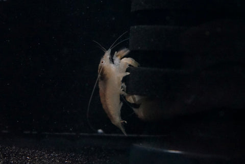 Cameroon Marble Woodshrimp (Atya scabra)