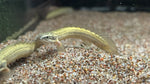 Senegal Bichir (Polypterus senegalus)