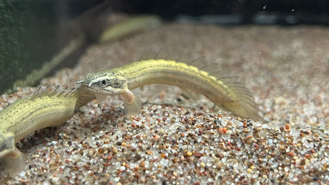 Senegal Bichir (Polypterus senegalus)