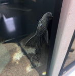 L-186 Black Cactus Pleco (Pseudacanthicus Major)