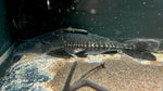 Ripsaw Catfish (Oxydoras niger)