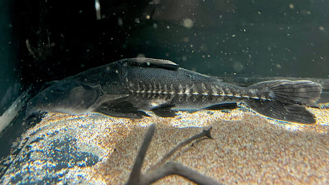 Ripsaw Catfish (Oxydoras niger)