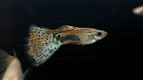 Multicolor Grasstail Guppy (Poecilia reticulata) - PAIR