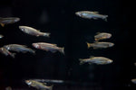 Zebra Danio (Danio rerio)