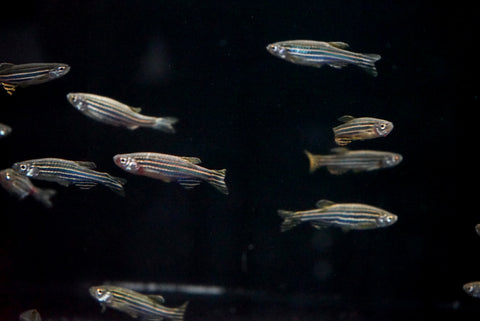 Zebra Danio (Danio rerio)