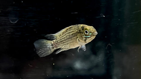 Apistogramma tucurui