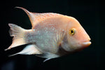 Super Red Texas Hybrid (Cichlasoma Sp)