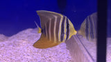 Sailfin Tang (Zebrasoma velifer)