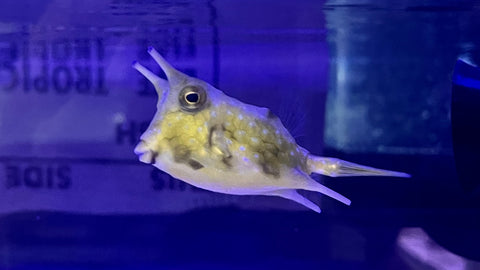Longhorn Cowfish (Lactoria cornuta)