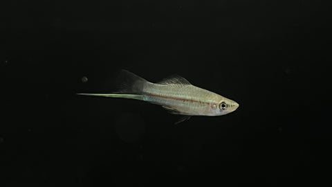 Green Swordtail (Xiphophorus helleri )