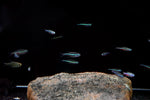 Green Neon Tetra (Paracheirodon simulans)