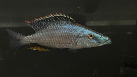 Malawi Eyebiter (Dimidiochromis compressiceps)