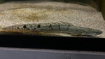 Delhezi Bichir (Polypterus delhezi)