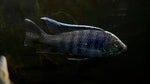 Copadiochromis sp. “Green Face Mloto” - Breeding Group