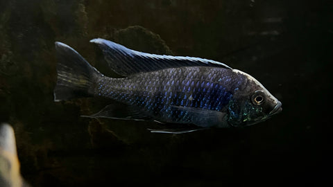 Copadiochromis sp. “Green Face Mloto” - Breeding Group