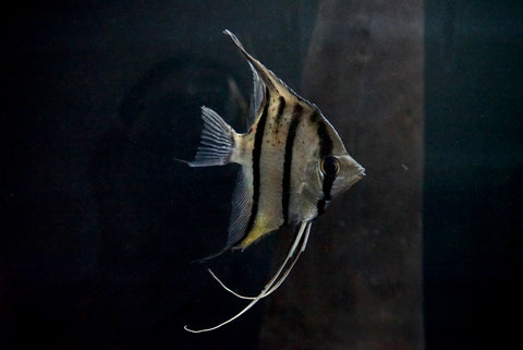 Red Spot Angelfish (Pterophyllum scalare "Red Spot")
