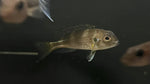 Spangled Cichlid (Limnochromis auritus)