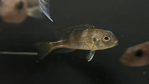 Spangled Cichlid (Limnochromis auritus)