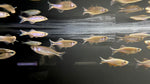Giant Danio (Devario aequipinnatus)