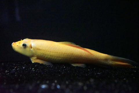 Gold Chinese Algae Eater (Gyrinocheilus aymonieri)