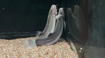Blind Pink Loach (Lepidocephalus macrochir)