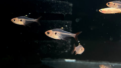 Red Phantom Tetra (Hyphessobrycon sweglesi)