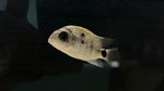 Silver Cichlid (Vieja Argentea) - Small