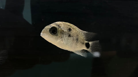 Silver Cichlid (Vieja Argentea) - Small